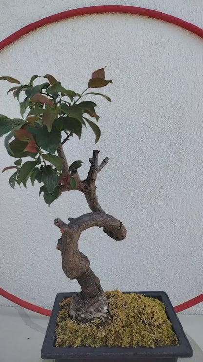 Rare Red Core Japanese Apricot Bonsai (Prunus mume) with pot – 8+ Year Old