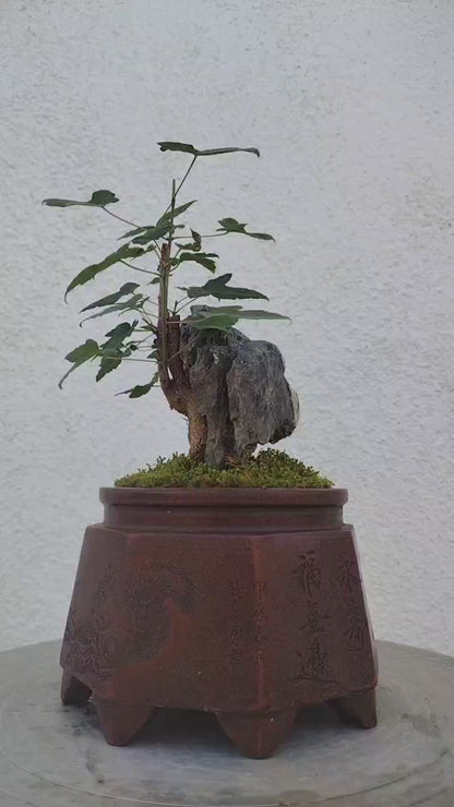 Trident Maples for Sale | Authentic Chinese Trident Maple Bonsai with Fiery Red Fall Color