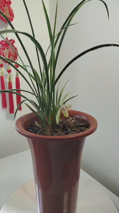Cymbidium Orchid Fragrant Goeringii XingGuangDaDao 星光大道 Flowers Easy to Grow, NOT in Bud