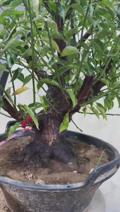 Pre-Sale Flowering Plum Bonsai, Rare GongFenMei Chinese Sweet Plum (Prunus mume) – 25+ Year Old Specimen