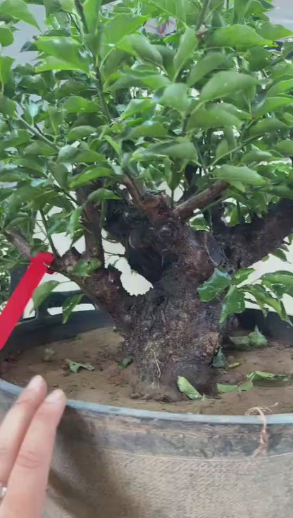 Pre-Sale Rare Flowering Plum Tree (Prunus mume) – 20+ Year Old Gulihong Bonsai Specimen