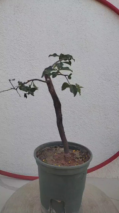 Female Diospyros armata J003 金弹子 Bonsai Starter Tree Evergreen JinDanZi Stump Bonsai