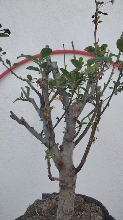 Chinese Crabapple Bonsai – Old Beijing Xifu Begonia Pink Blooms Ornamental Tree