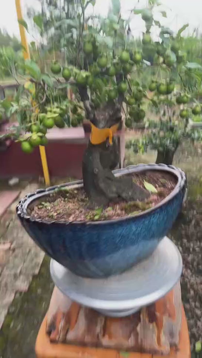 Pre-Sale Old Original-Root Jindanzi Bonsai – Flat Trunk Specimen with Golden-Yellow Fruit