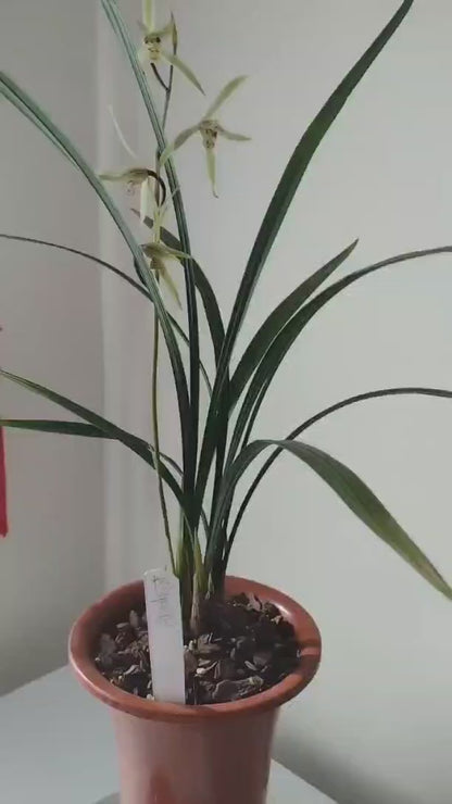 Cymbidium KanRan Yang Guifei 杨贵妃 Fragrant Orchids