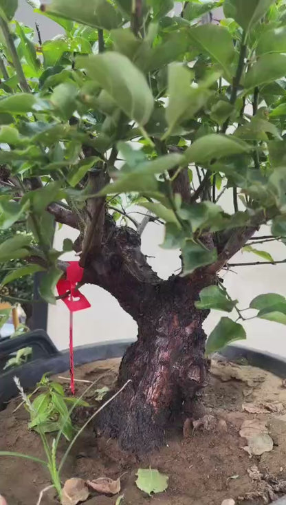 Pre-Sale Rare Flowering Plum Tree (Prunus mume) – 20+ Year Old Gulihong Bonsai Specimen