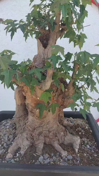 Authentic Chinese Trident Maple  Fiery Red Fall Colors, Old Style with pot