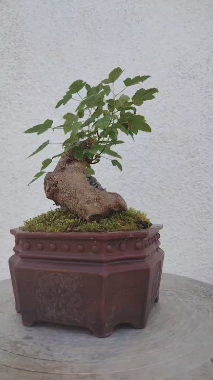 Trident Maples for Sale | Authentic Chinese Trident Maple Bonsai with Fiery Red Fall Color