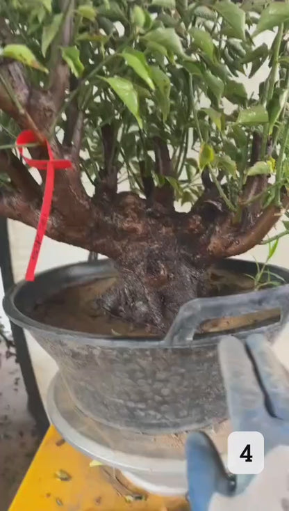 Pre-Sale Flowering Plum Bonsai, Rare GongFenMei Chinese Sweet Plum (Prunus mume) – 25+ Year Old Specimen