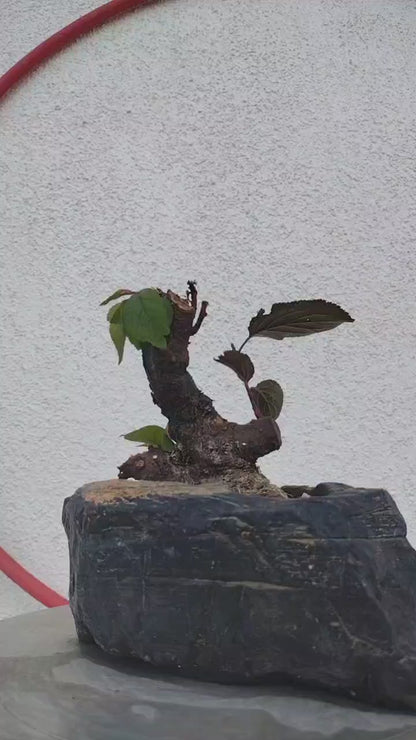 Rare MeiRen HuangXiang Japanese Apricot Bulldog (Prunus mume) – 5+ Year Old with pot