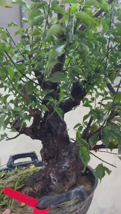 Pre-Sale Rare Flowering Plum Tree (Prunus mume) – 20+ Year Old Gulihong Bonsai Specimen