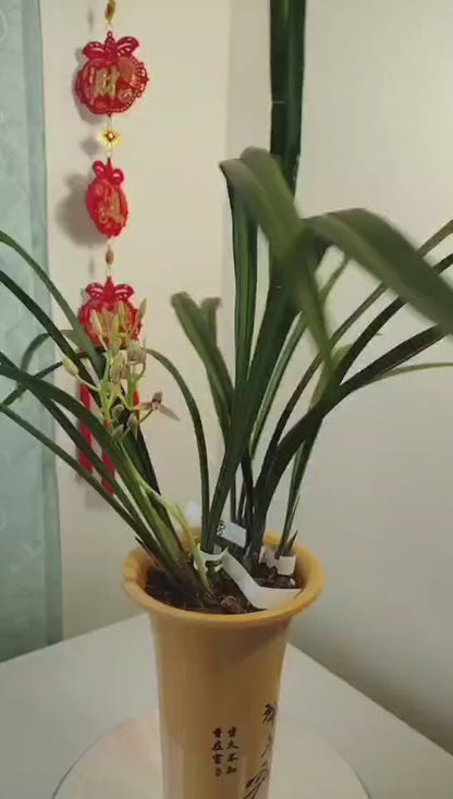Live Orchid Color Plant 秋榜 菲雪 Flowers for Window, Yard, Garden-Spring Dew-Shipped With Flowers-QiuBang