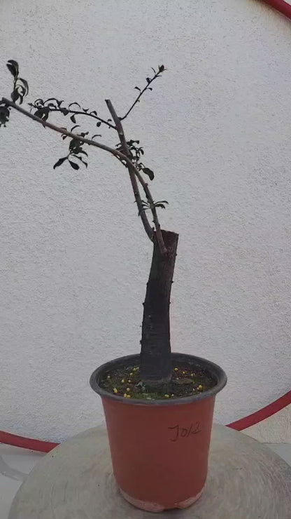 Female Diospyros armata J012 金弹子 Stump Bonsai Evergreen JinDanZi