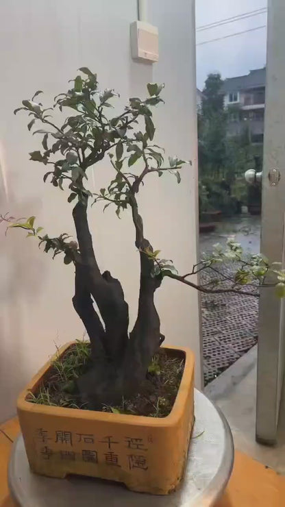 OPre-Sale Original-Root Clump-Style Jindanzi Bonsai – Female Fruiting Specimen with Orange-Yellow Fruit