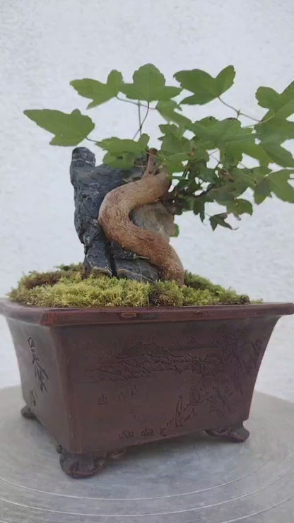 Trident Maples for Sale | Authentic Chinese Trident Maple Bonsai with Fiery Red Fall Color