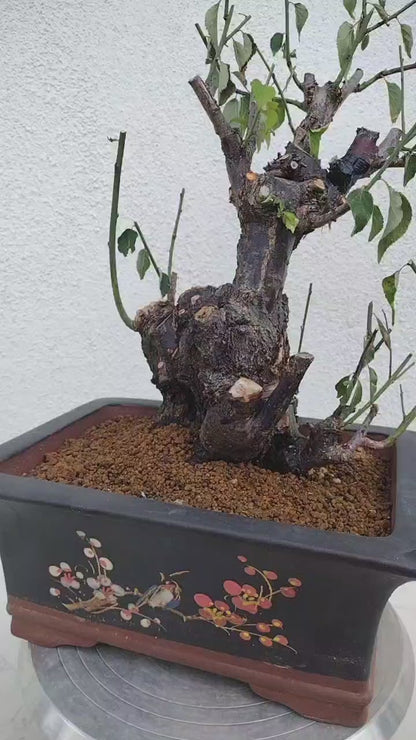 Rare White Plum Blossom JiangMei Japanese Apricot Bonsai (Prunus mume) – 15+ Year Old with pot