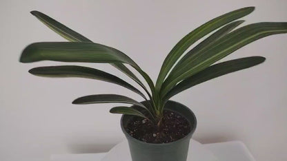 Variegated Clivia  君子兰 彩兰   毛油鸳鸯 Maoyoujiang Mandarin Duck 10 leaves with pot