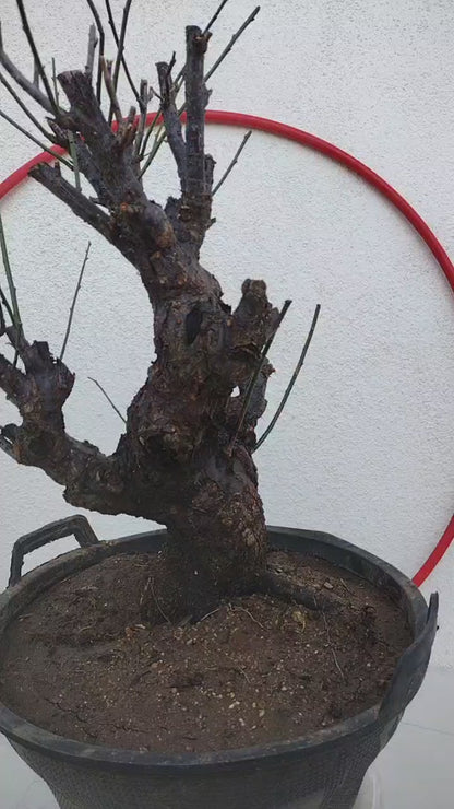 Rare Red Core Japanese Apricot Bonsai (Prunus mume) – 25+ Year Old Flowering Specimen