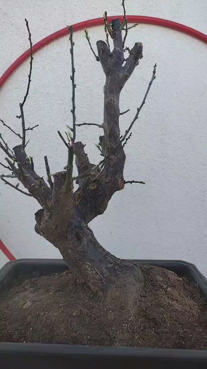 Rare JiangMei Japanese Apricot Bonsai (Prunus mume) – 18+ Year Old