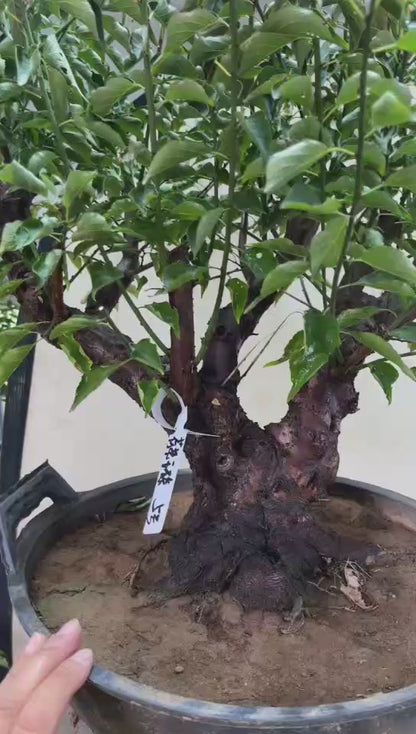 Pre-Sale Rare Hehua Yudie Japanese Apricot Bonsai (Prunus mume) – Pink & White Double Flowers