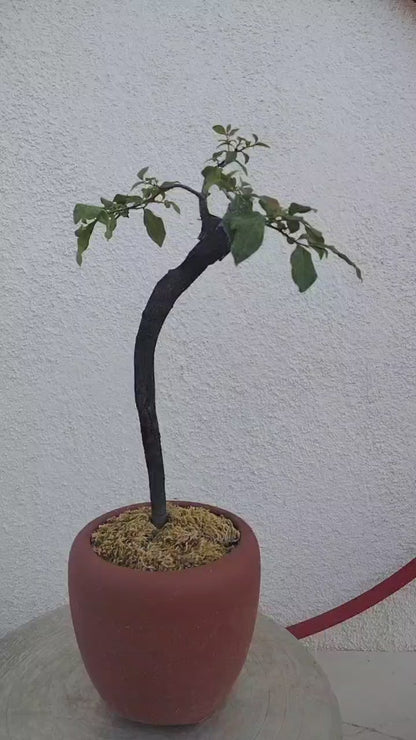 Bonsai Golden Persimmon 金弹子 文人 style evergreen bonsai with purple sand pot