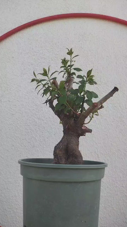 Rare Red-Zhusha Japanese Apricot Bonsai (Prunus mume) with pot – 5+ Year Old
