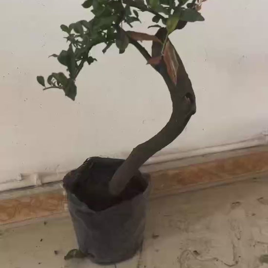 bonsai video