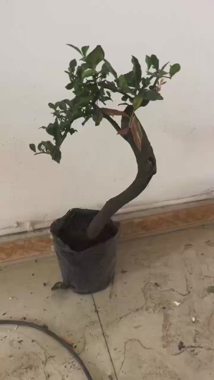bonsai video