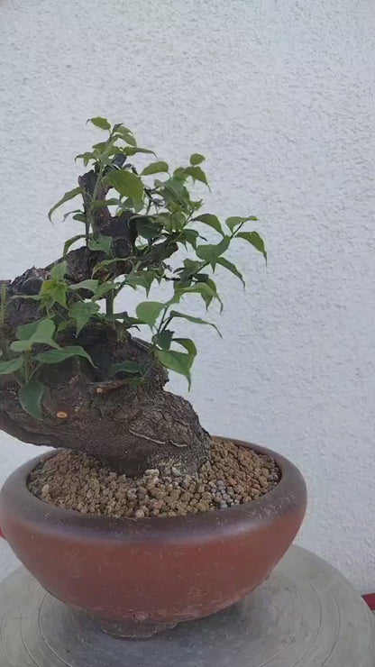 Rare Red Core Japanese Apricot Bonsai (Prunus mume) with pot – 20+ Year Old