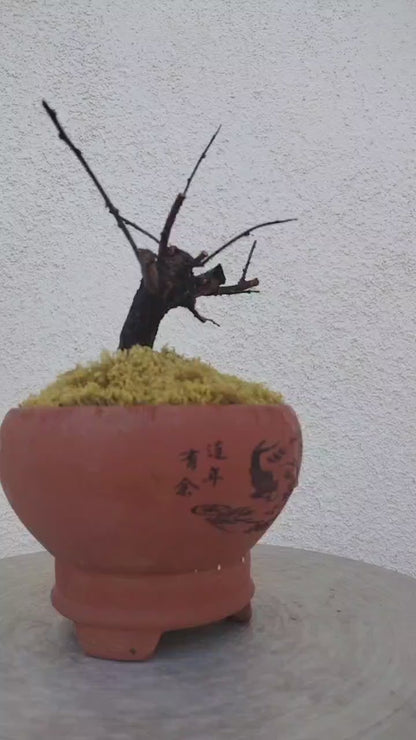 Rare Jade Butterfly Japanese Apricot Bonsai (Prunus mume) with pot – 8+ Year Old