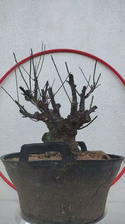 Rare Red Core Japanese Apricot Bonsai (Prunus mume) – 25+ Year Old Flowering Specimen