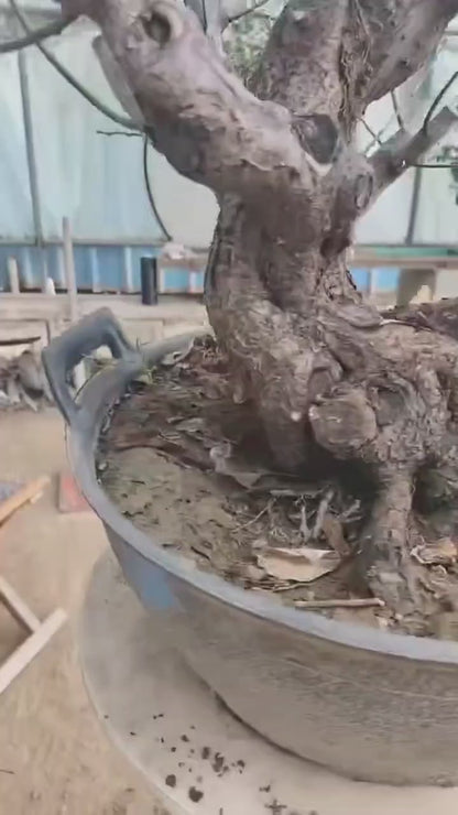 Pre-Sale Flowering Plum Bonsai, Rare GongFenMei Chinese Sweet Plum (Prunus mume) – 25+ Year Old Specimen