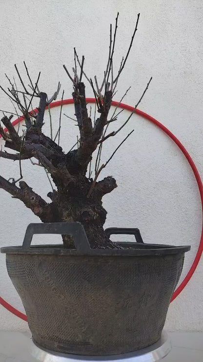 Rare Red Core Japanese Apricot Bonsai (Prunus mume) – 25+ Year Old in Bud