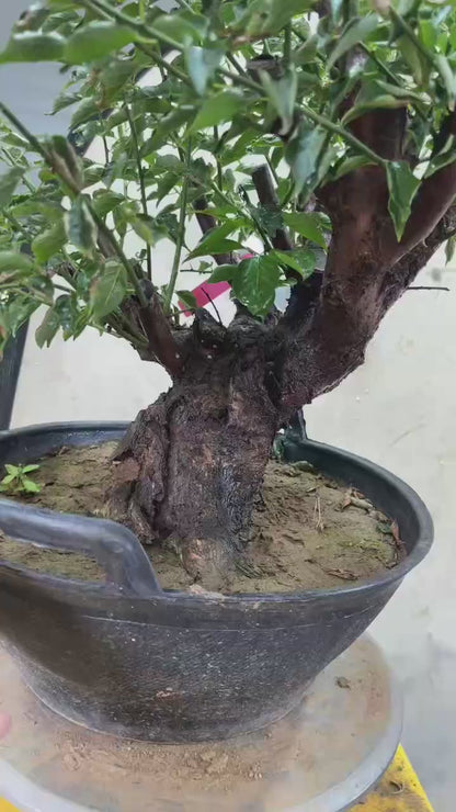 Pre-Sale Flowering Plum Bonsai, Rare GongFenMei Chinese Sweet Plum (Prunus mume) – 25+ Year Old Specimen