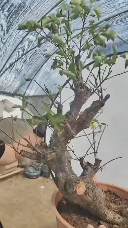 Pre-Sale Rare Japanese Apricot Bonsai (Prunus mume) – 15+ Year Old Red Core Flowering Specimen (Copy)