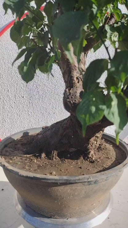 Rare JIangMei Japanese Apricot Bonsai (Prunus mume) – 30+ Year Old with pot