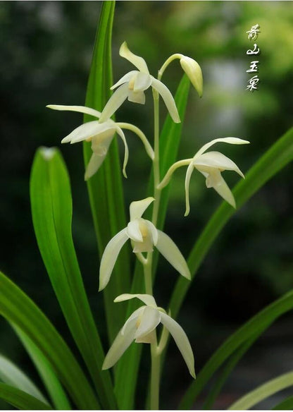 White orchid flowers with green leaves on a blurred natural background
