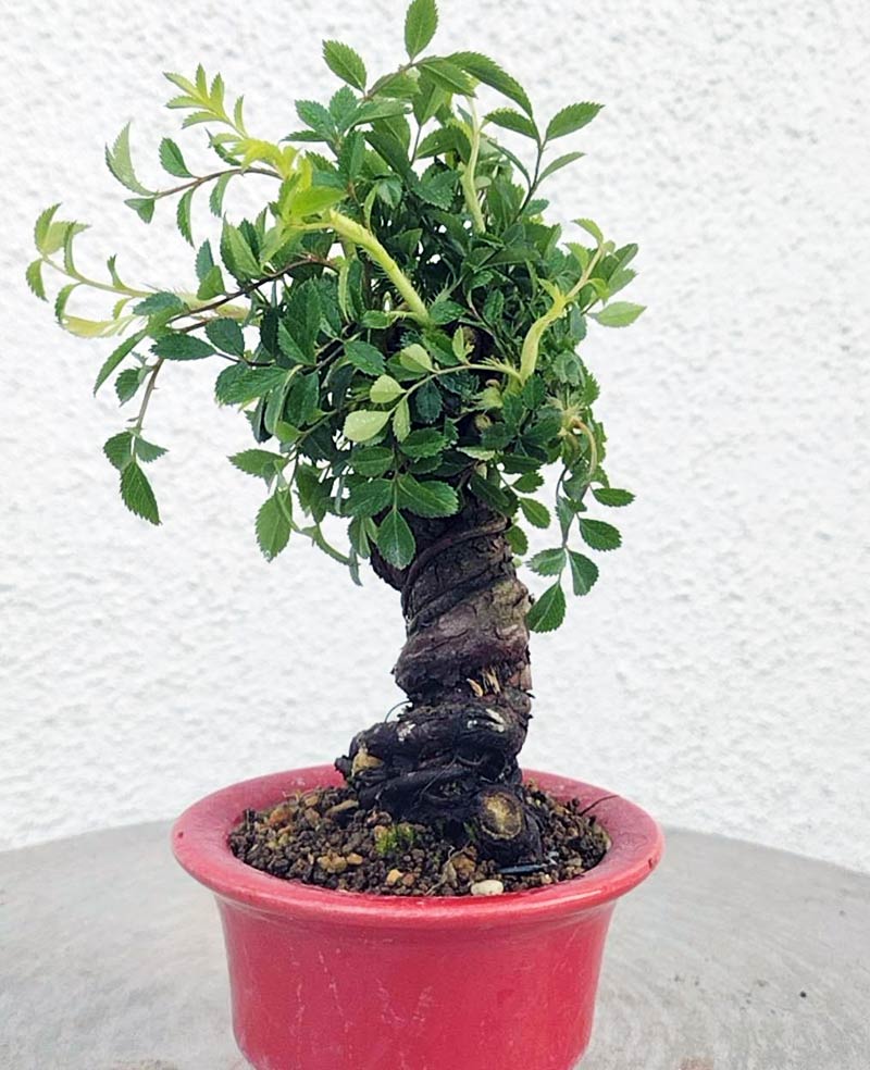 Mini cute Ji Rose with white pot 姬蔷薇 迷你可爱盆景 Bonsai Live Green Bonsai Tree Indoor outdoor Gardening Live Houseplant Home Decor Gift