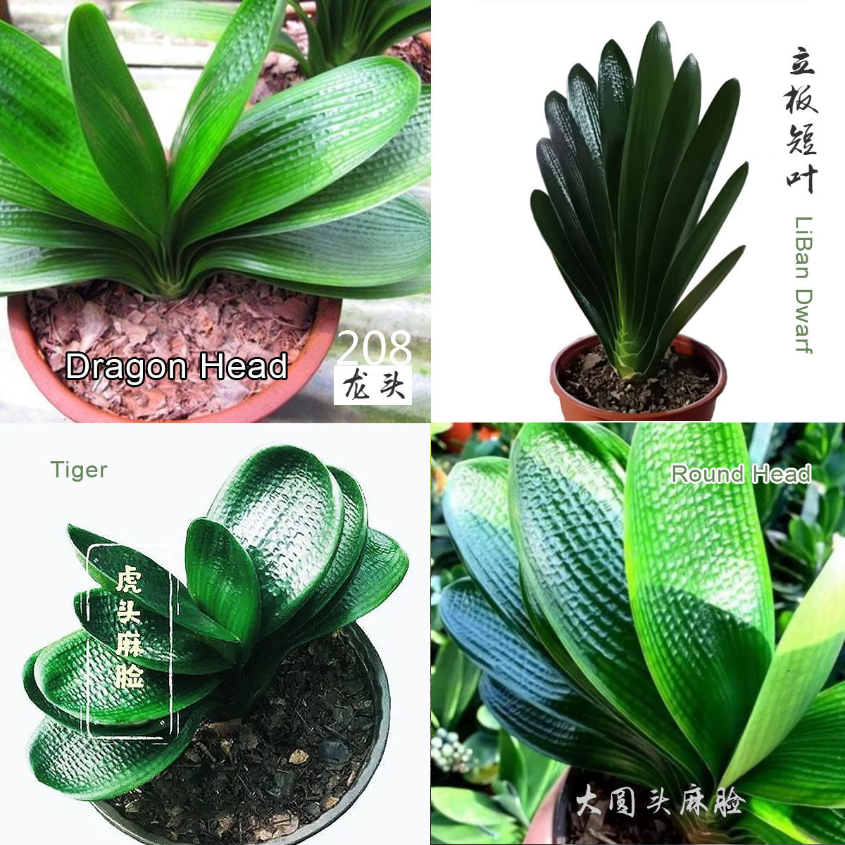 A collage of images showing various Clivia plants with green leaves and orange flowers, along with different labeled variants such as 'Monk' and 'Mini'.