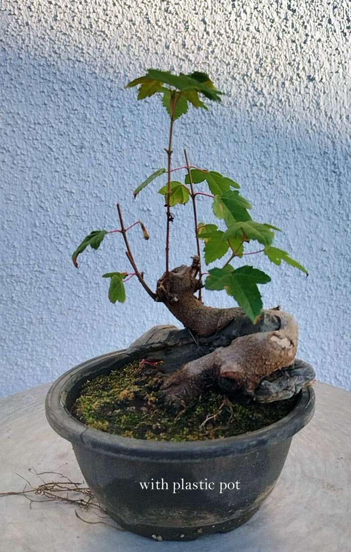 Bonsai tree in a plastic pot against a light blue wall.