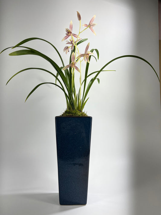 Live Orchid Plants-芳华 Easy Care Large Flowers Orchids Air Purifying Live Houseplant Cymbidium With buds-  FangHua 国兰