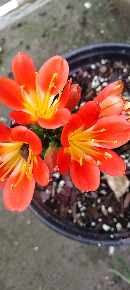Baby Clivias-Clivia  君子兰苗  大桥  虎头 香味兰 圆头花脸 立板麻油